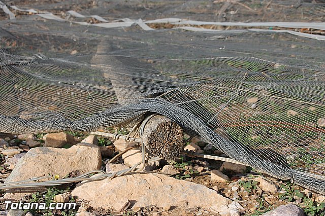 Visita a parrales afectados por la nevada - 10