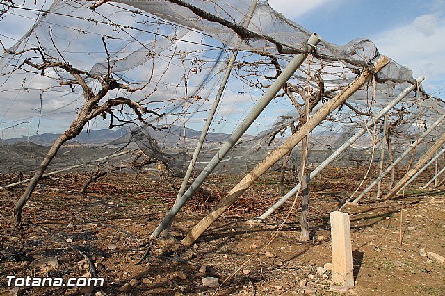 Visita a parrales afectados por la nevada - 17