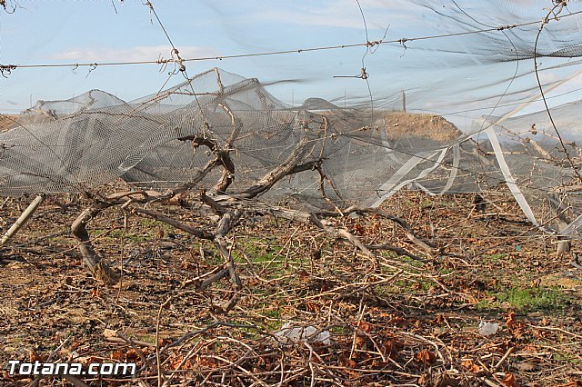 Visita a parrales afectados por la nevada - 18