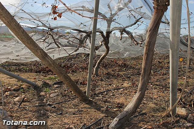 Visita a parrales afectados por la nevada - 20