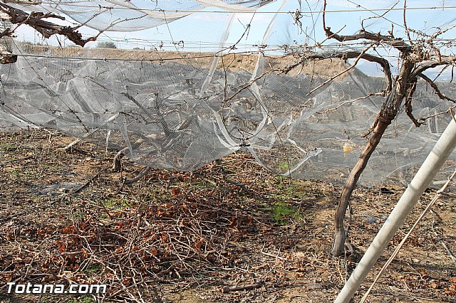 Visita a parrales afectados por la nevada - 21