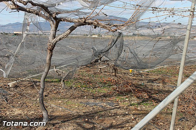 Visita a parrales afectados por la nevada - 23