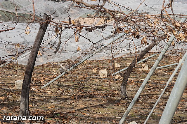 Visita a parrales afectados por la nevada - 30