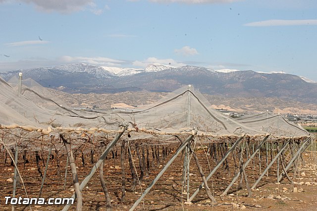 Visita a parrales afectados por la nevada - 32