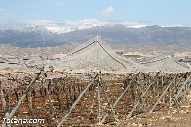 Visita a parrales afectados por la nevada - 34