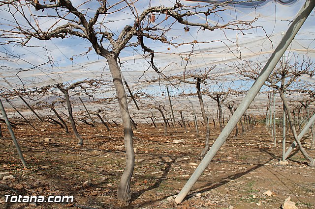 Visita a parrales afectados por la nevada - 38