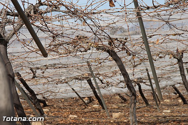 Visita a parrales afectados por la nevada - 39