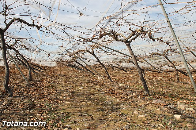 Visita a parrales afectados por la nevada - 41