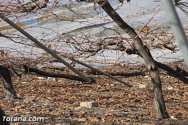 Visita a parrales afectados por la nevada - 42