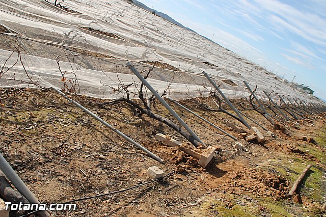 Visita a parrales afectados por la nevada - 47