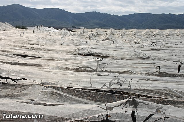 Visita a parrales afectados por la nevada - 48