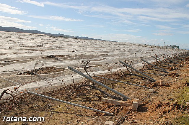 Visita a parrales afectados por la nevada - 49