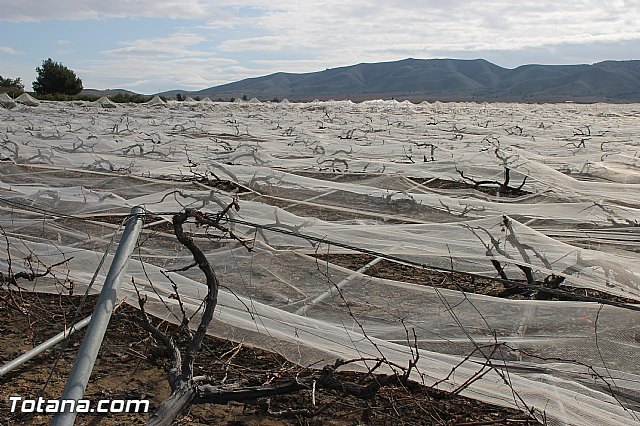 Visita a parrales afectados por la nevada - 56