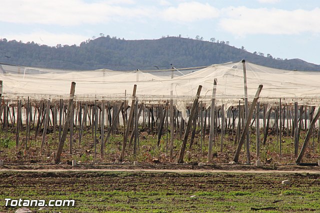 Visita a parrales afectados por la nevada - 66
