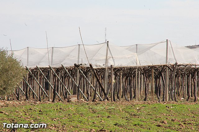Visita a parrales afectados por la nevada - 69
