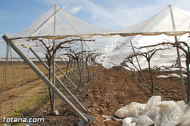 Visita a parrales afectados por la nevada - 74