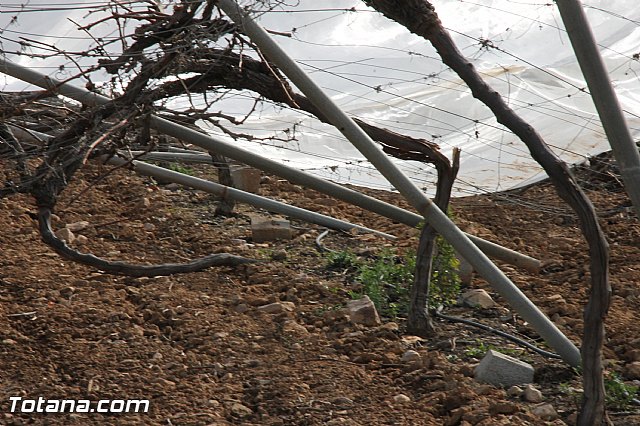 Visita a parrales afectados por la nevada - 75