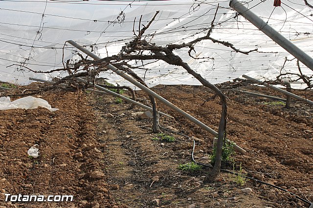 Visita a parrales afectados por la nevada - 78