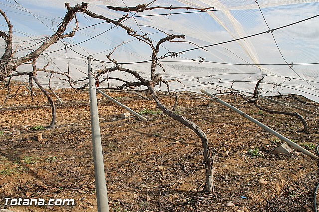 Visita a parrales afectados por la nevada - 80