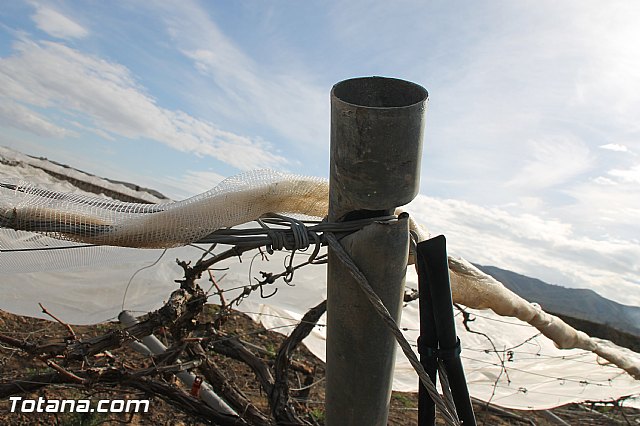 Visita a parrales afectados por la nevada - 81