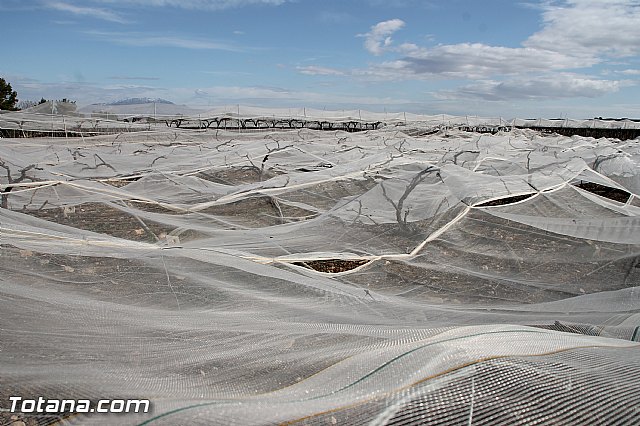 Visita a parrales afectados por la nevada - 82