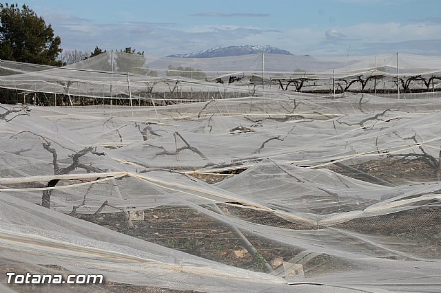 Visita a parrales afectados por la nevada - 83