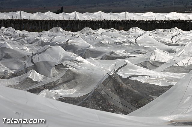 Visita a parrales afectados por la nevada - 84