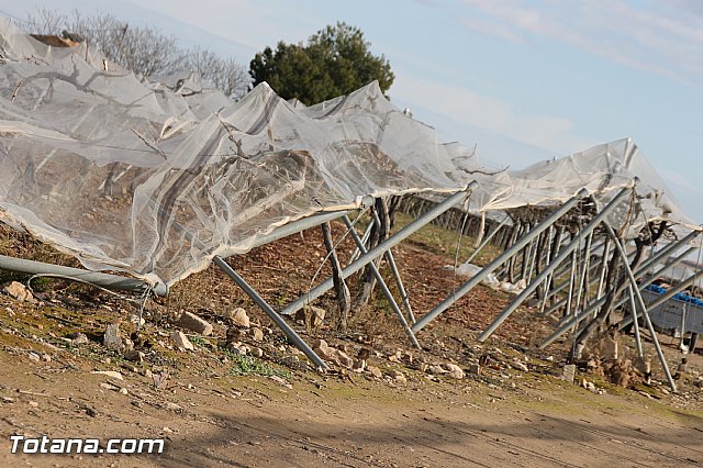 Visita a parrales afectados por la nevada - 87