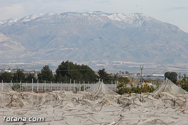 Visita a parrales afectados por la nevada - 92