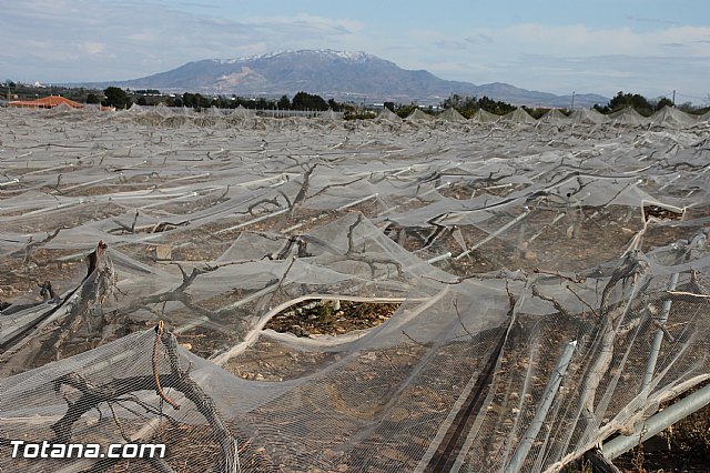 Visita a parrales afectados por la nevada - 93