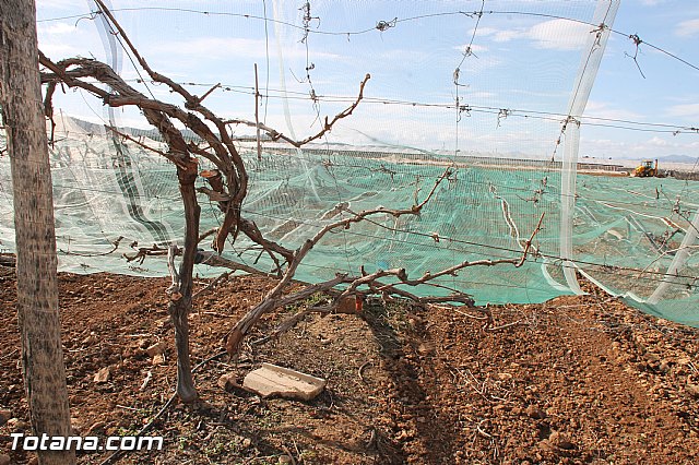 Visita a parrales afectados por la nevada - 95