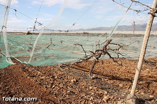 Visita a parrales afectados por la nevada - 96