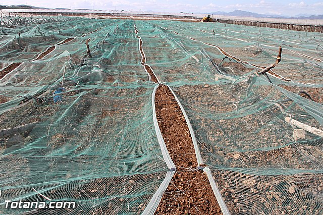 Visita a parrales afectados por la nevada - 97