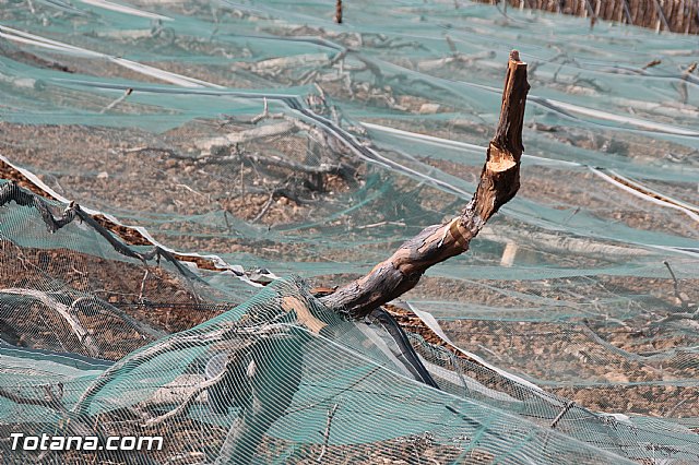 Visita a parrales afectados por la nevada - 98