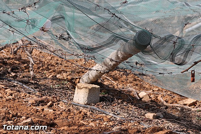 Visita a parrales afectados por la nevada - 103