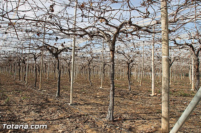Visita a parrales afectados por la nevada - 104