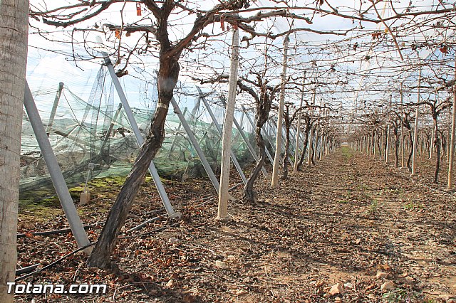 Visita a parrales afectados por la nevada - 105