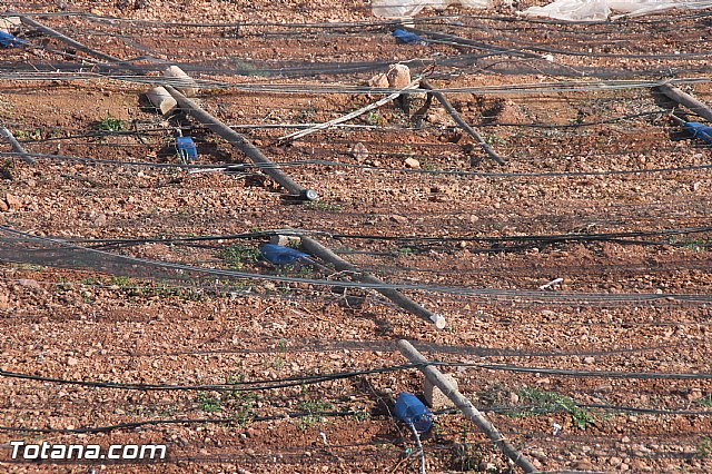 Visita a parrales afectados por la nevada - 110