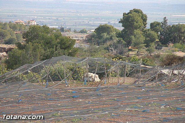 Visita a parrales afectados por la nevada - 111