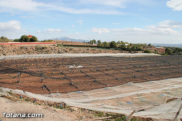 Visita a parrales afectados por la nevada - 112
