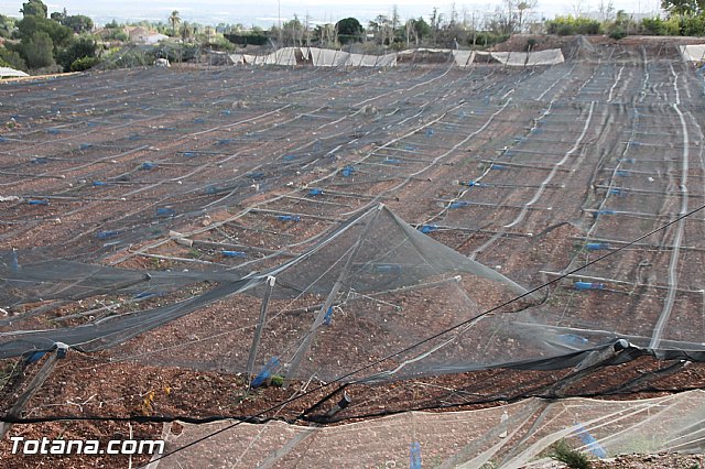 Visita a parrales afectados por la nevada - 113