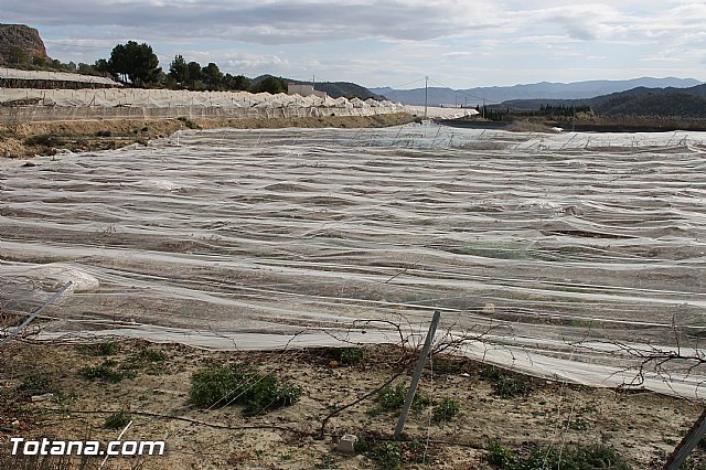 Visita a parrales afectados por la nevada - 122