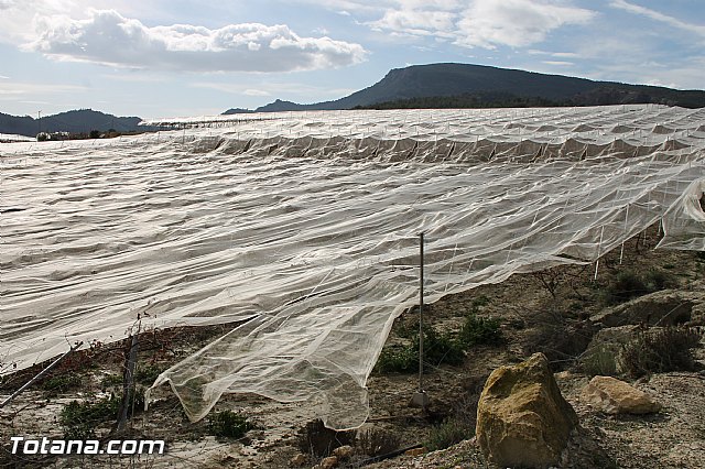 Visita a parrales afectados por la nevada - 123
