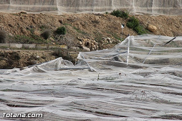 Visita a parrales afectados por la nevada - 124