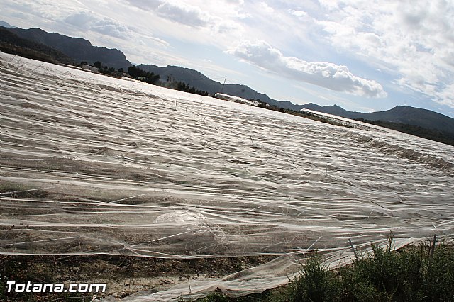 Visita a parrales afectados por la nevada - 127
