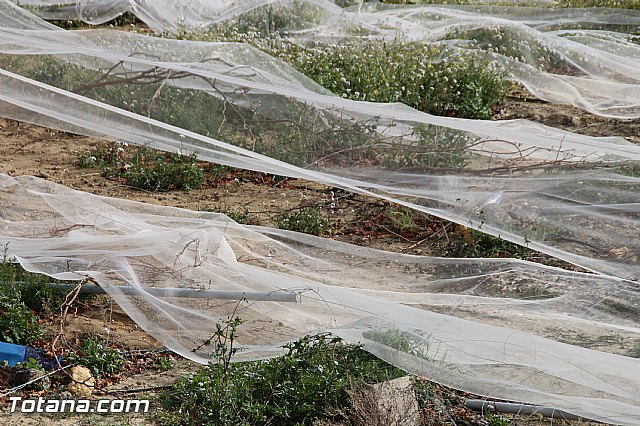 Visita a parrales afectados por la nevada - 128