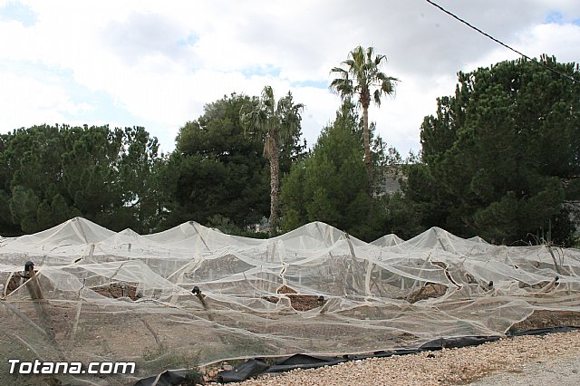 Visita a parrales afectados por la nevada - 129