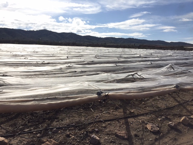 Visita a parrales afectados por la nevada - 130