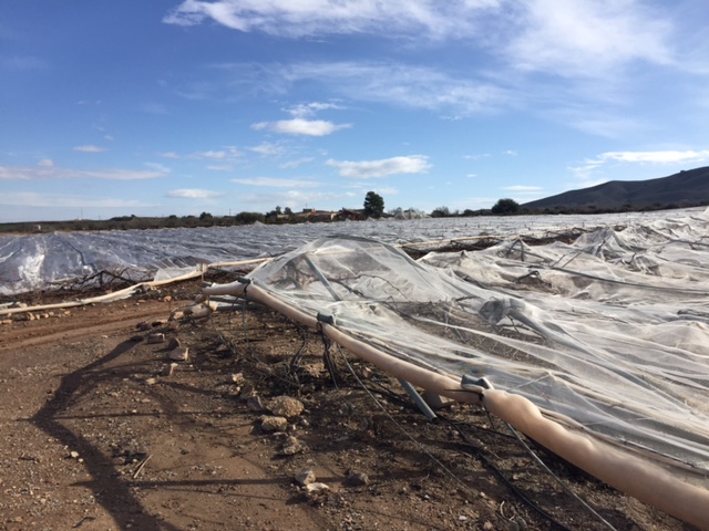 Visita a parrales afectados por la nevada - 131
