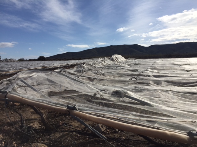 Visita a parrales afectados por la nevada - 133